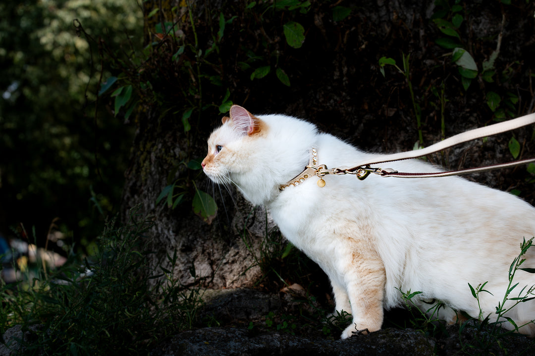 DID YOU KNOW THAT CATS CAN BENEFIT FROM WEARING A COLLAR AND LEAD?