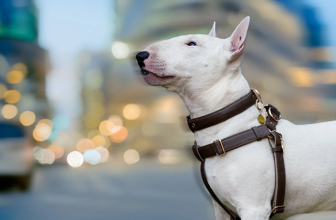 vegan leather pet accessories handmade by designers vegari - dog collar, harness and leashes experts