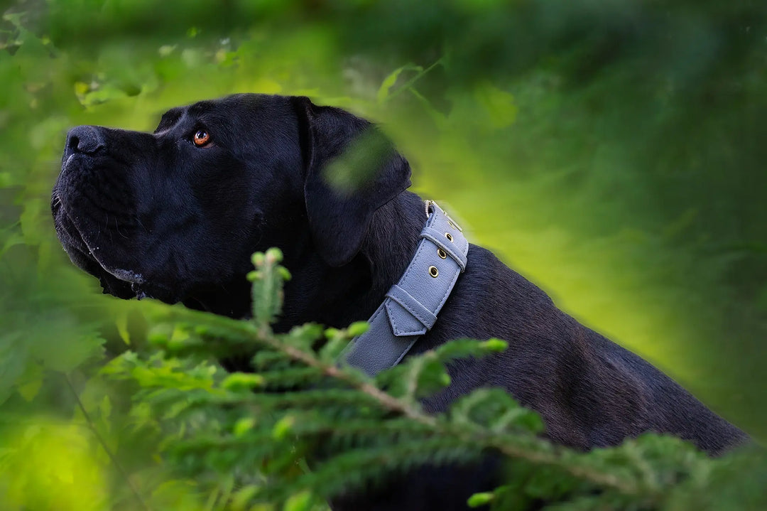 vegan leather pet accessories handmade by designers vegari - dog collar, harness and leashes experts