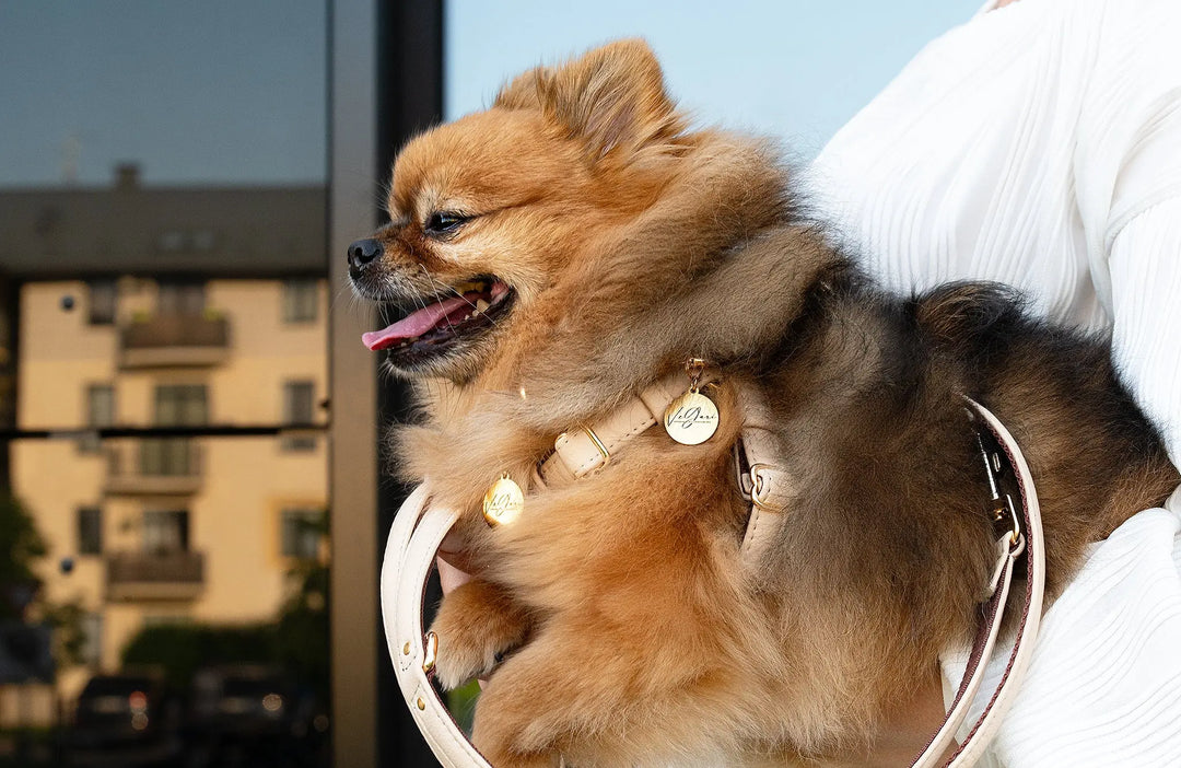 vegan leather dog leash and collar set for all breeds