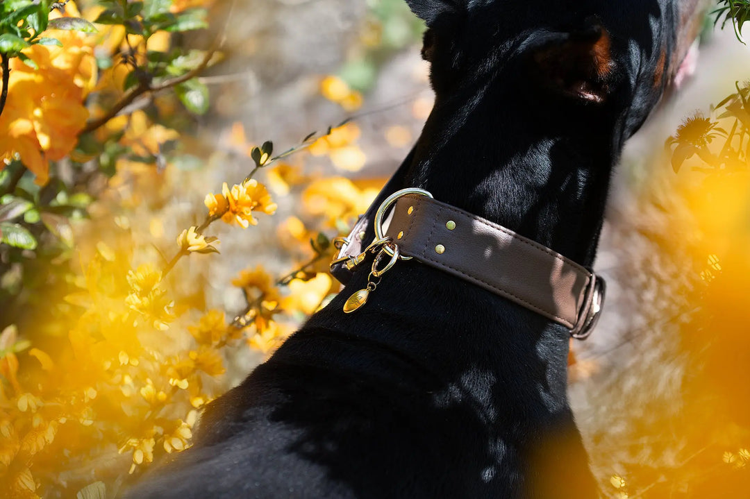 vegan leather dog collar for small to large breeds