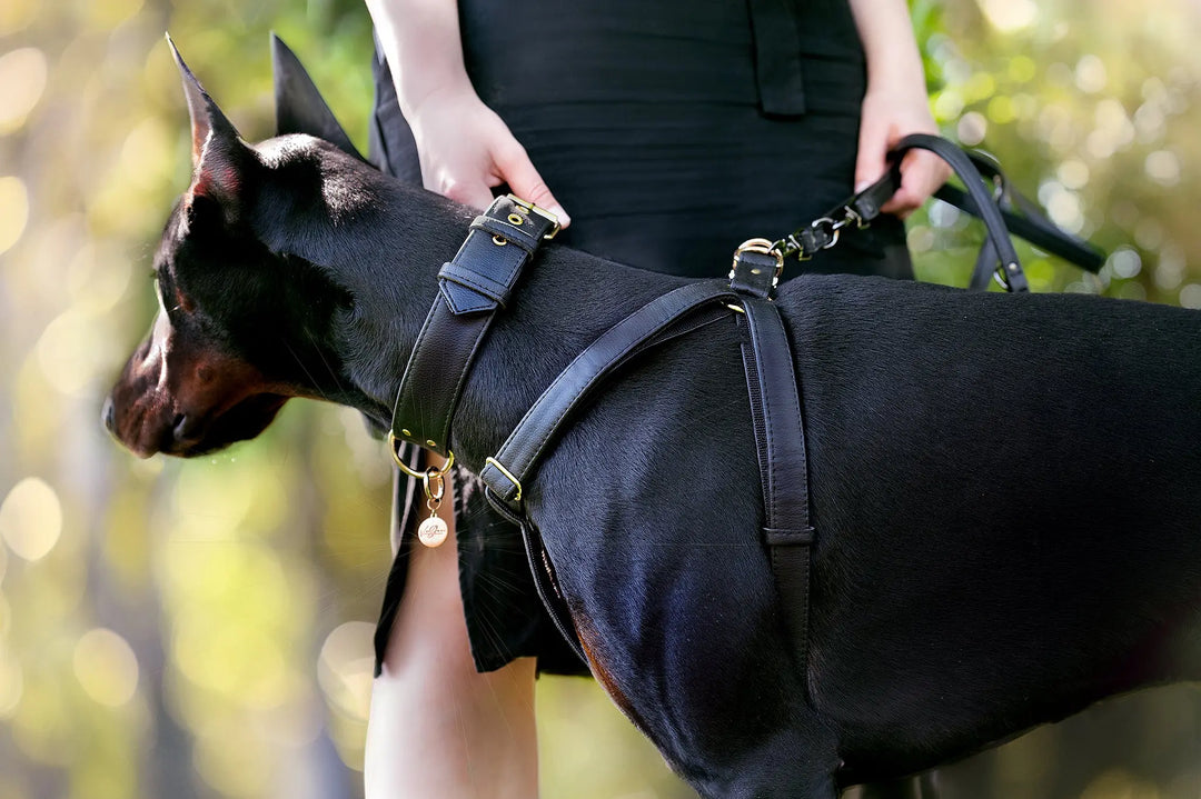 ergonomic y h shaped harness for dogs all sizes