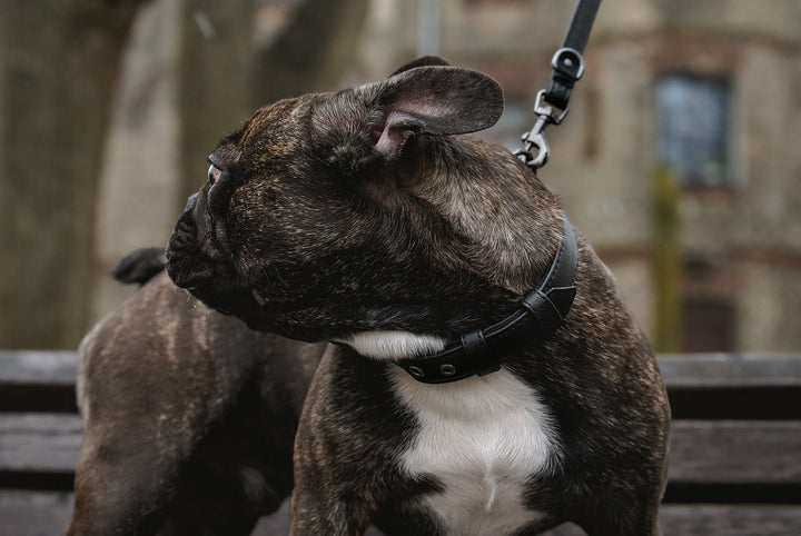 french bulldog dog collar, best vegan dog collar made from pinatex, vegan leather, best choice for dog anatomy
