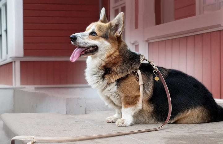 S + LEASH / BEIGE / PINATEX VEGAN LEATHER SPECIAL DEAL: Dog Harness & Leash SET| BEIGE ROYAL HARNESS VEGARI