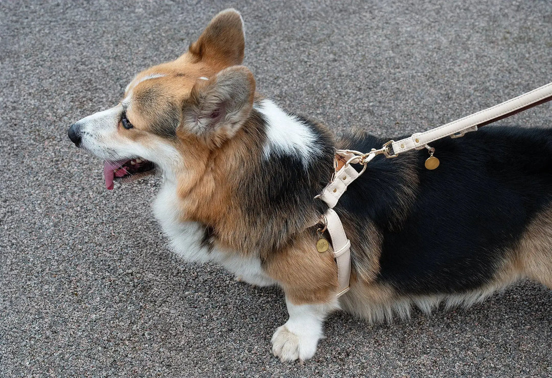 XS / BEIGE / PINATEX VEGAN LEATHER Anatomical Correct Dog Harness - BEIGE ROYAL| Handmade from Piñatex HARNESS VEGARI