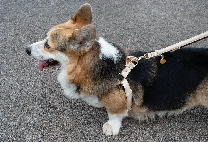 XS / BEIGE / PINATEX VEGAN LEATHER Anatomical Correct Dog Harness - BEIGE ROYAL| Handmade from Piñatex HARNESS VEGARI