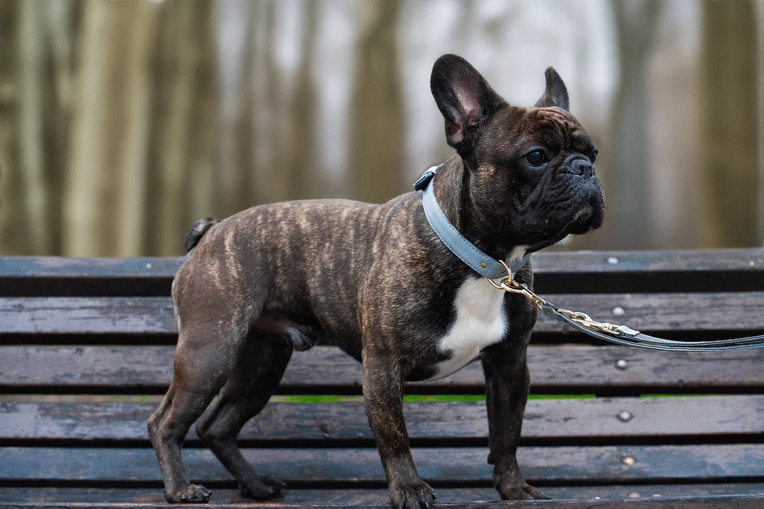 GREY / PINATEX VEGAN LEATHER Dog Leash GREY LEADS VEGARI