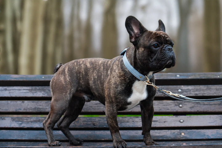 GREY / PINATEX VEGAN LEATHER Dog Leash GREY LEADS VEGARI