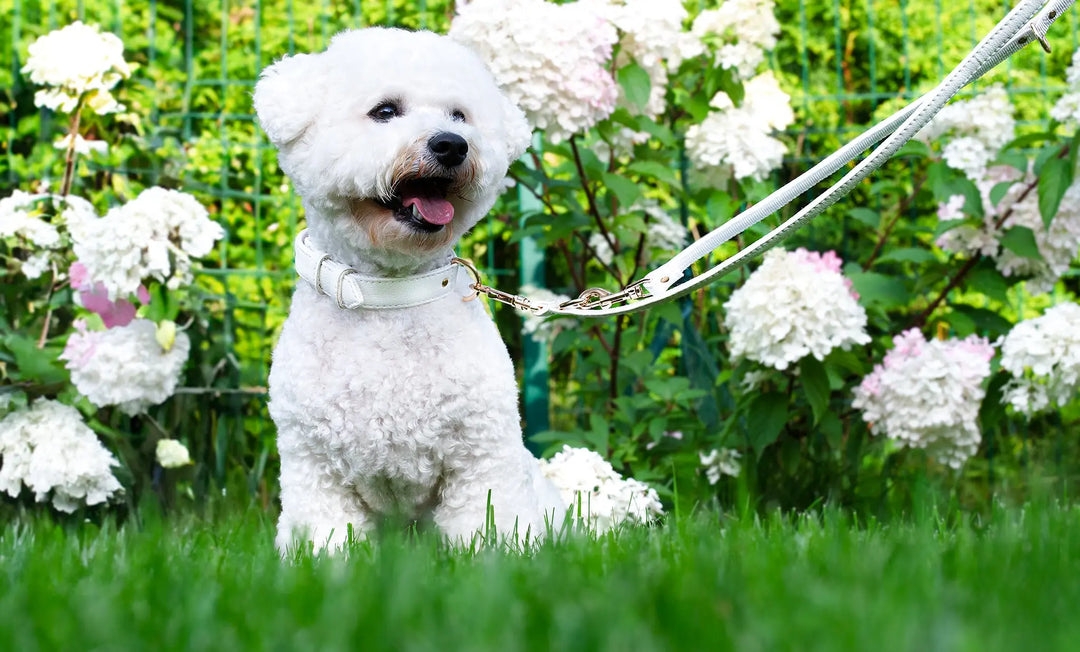 WHITE / PINATEX VEGAN LEATHER Dog Leash WHITE LEADS VEGARI