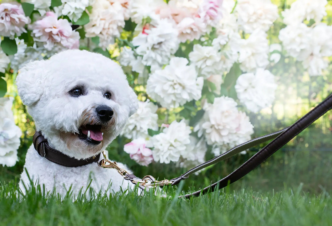 brown dog collar and leash, dog laying in the grass, best dog collar and leash for any dog, Bichon Frisé dog collar, vegan