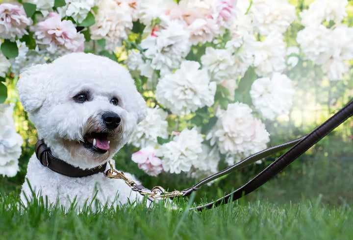 brown dog collar and leash, dog laying in the grass, best dog collar and leash for any dog, Bichon Frisé dog collar, vegan