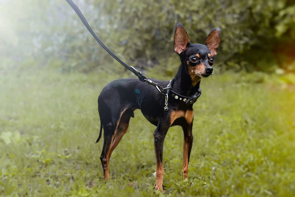 XS / BLACK / PINATEX VEGAN LEATHER Dog Rhinestone Bling Collar| Black Jet LUX COLLAR VEGARI