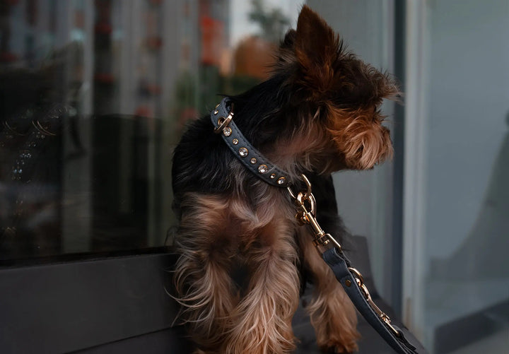 XS / GREY / PINATEX VEGAN LEATHER Dog Rhinestone Collar| Grey Luxury LUX COLLAR VEGARI