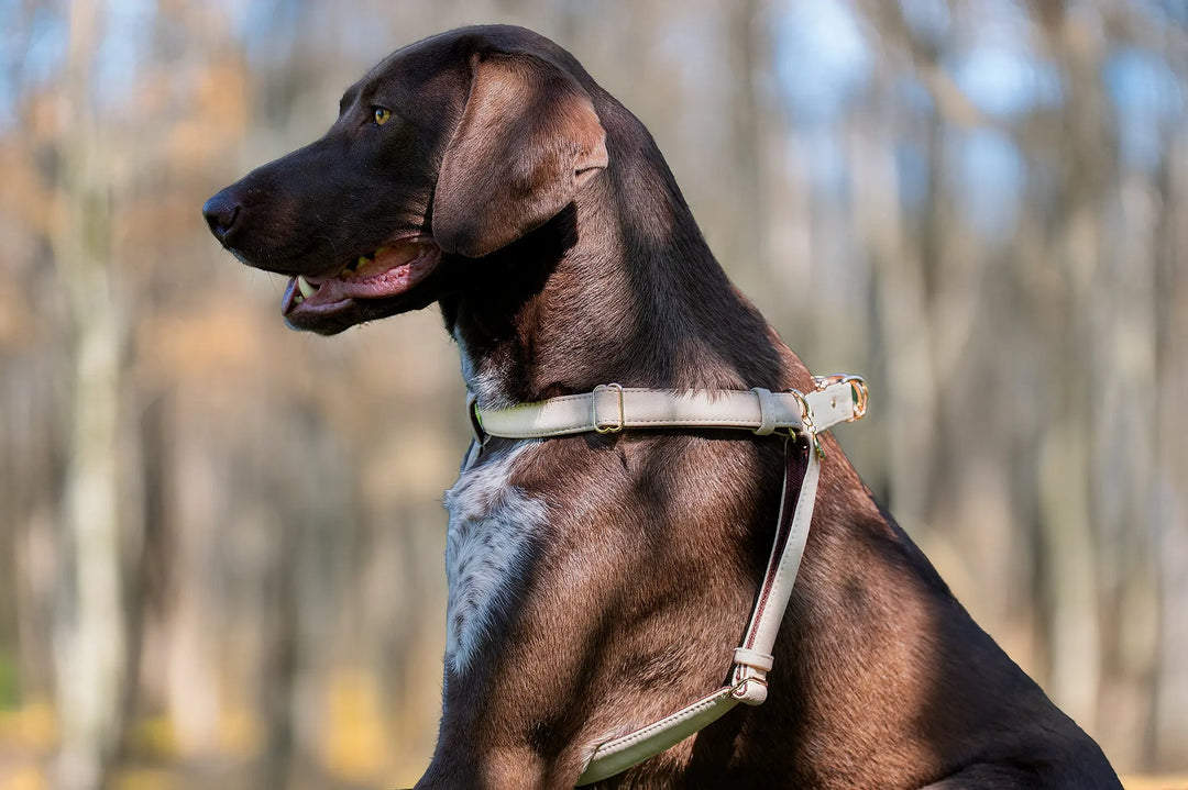 BEST DOG HARNESS - ERGONOMIC AND ANATOMICALLY CORRECT, VETERINARIAN APPROVED, AS FOR TOY BREEDS AND BULLY BREEDS, MADE FOR SMALL TO LARGE BREED DOGS
