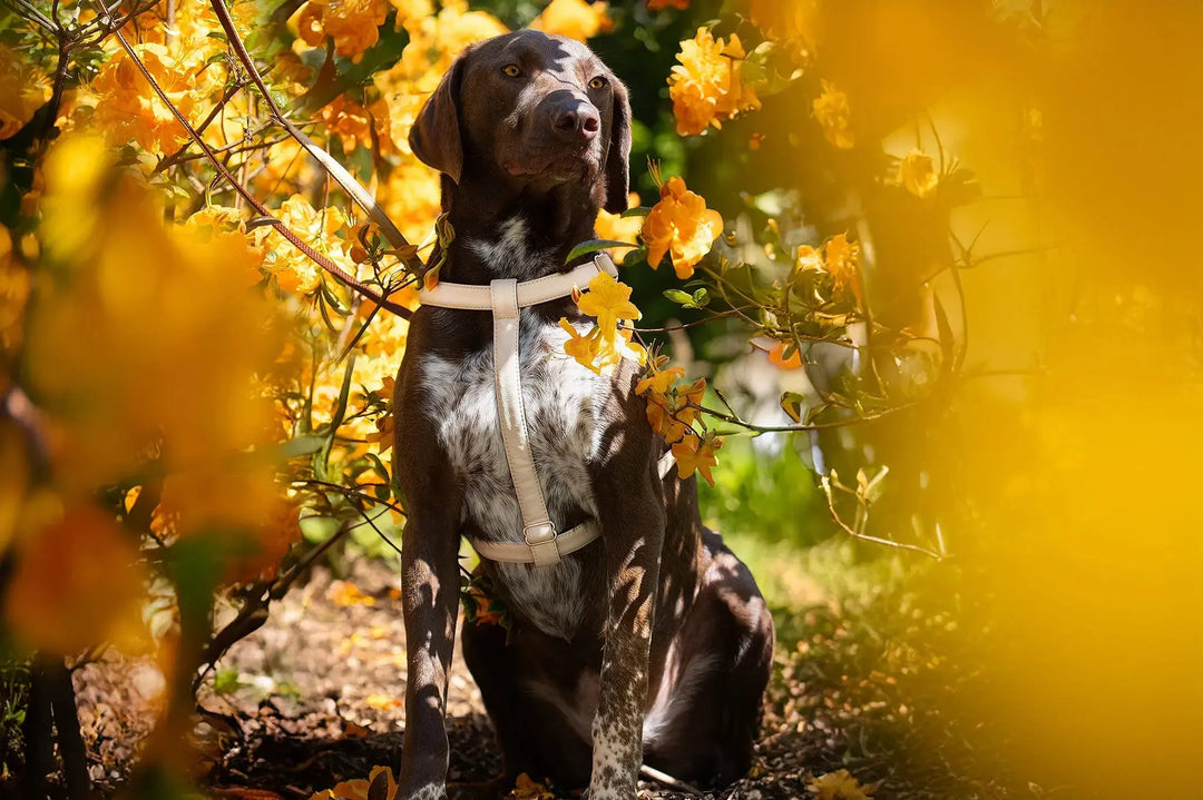 BEST DOG HARNESS - ERGONOMIC AND ANATOMICALLY CORRECT, VETERINARIAN APPROVED, AS FOR TOY BREEDS AND BULLY BREEDS, MADE FOR SMALL TO LARGE BREED DOGS