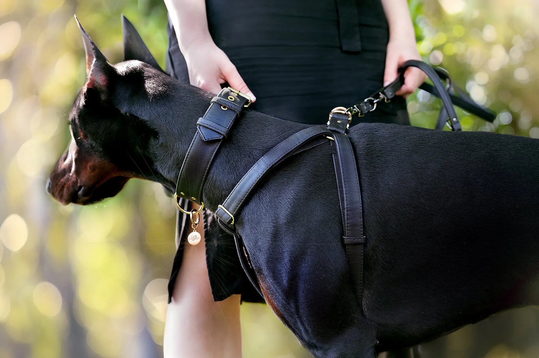 dobermann with wide 4cm collar and ergonomic harness