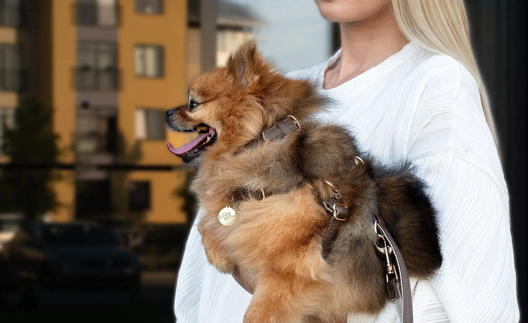 BROWN / PINATEX VEGAN LEATHER Dog Leash BROWN LEADS VEGARI