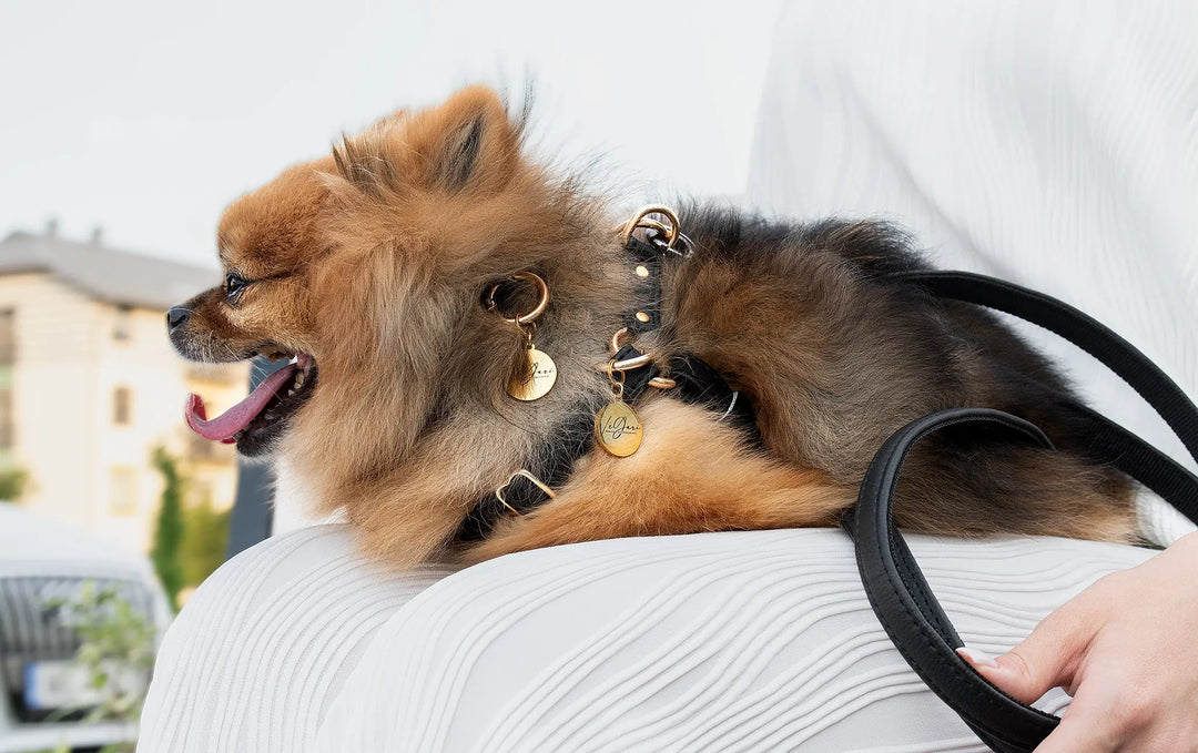 XS / BLACK / PINATEX VEGAN LEATHER Dog Collar and Leash Set| BLACK COLLAR AND LEAD SETS VEGARI