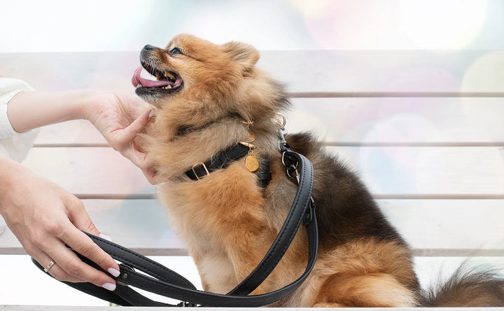XS / BLACK / PINATEX VEGAN LEATHER Anatomical Correct Dog Harness - BLACK PARADISE HARNESS VEGARI