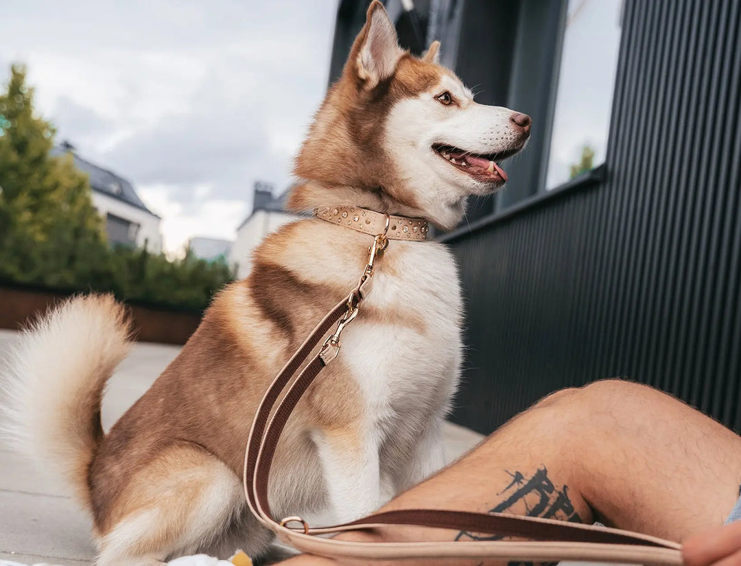 BEIGE / PINATEX VEGAN LEATHER Dog Leash BEIGE LEADS VEGARI