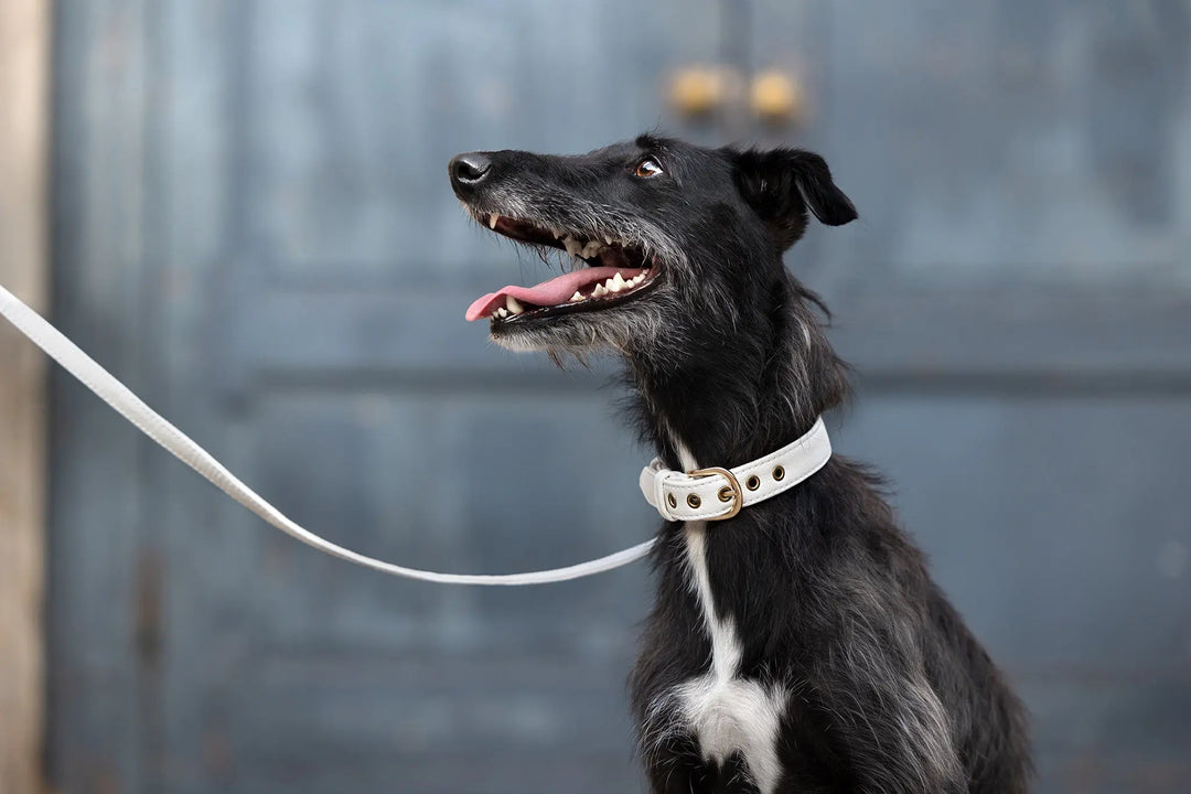 XS / WHITE / PINATEX VEGAN LEATHER Vegan Plant Leather Dog Collar -WHITE-| Made from Pineapple Leather Piñatex DOG COLLARS VEGARI