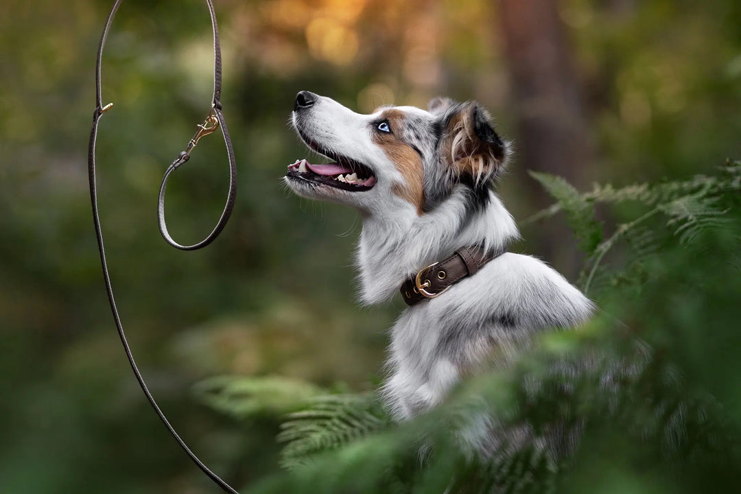 BROWN / PINATEX VEGAN LEATHER Dog Leash BROWN LEADS VEGARI