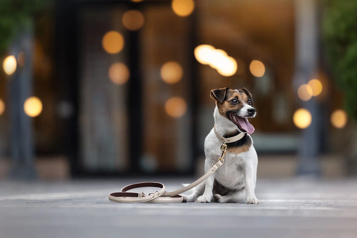 BEIGE / PINATEX VEGAN LEATHER Dog Leash BEIGE LEADS VEGARI