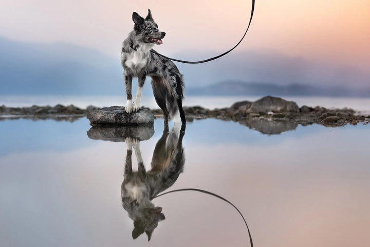DOG LEAD, DOG LEASH, CAT LEAD, CAT LEASH, PINATEX, VEGAN LEATHER, DOUBLE ENDED LEAD, BLACK DOG LEAD, DOG STANDING IN WATER, DOG IN SUNSET