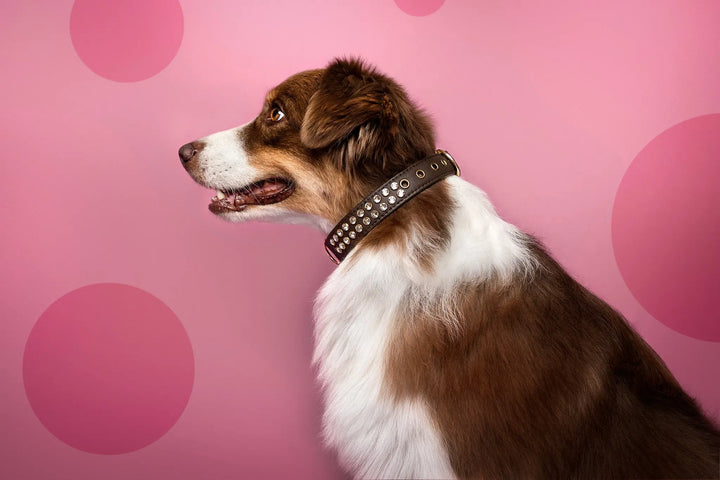 S / BROWN / PINATEX VEGAN LEATHER Dog Rhinestone Collar| Born To Impress LUX COLLAR VEGARI