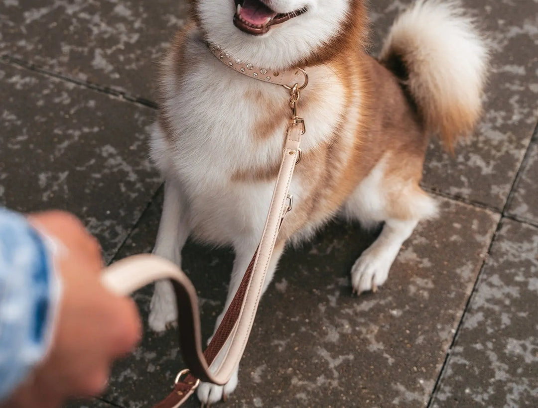 BEIGE / PINATEX VEGAN LEATHER Dog Leash BEIGE LEADS VEGARI