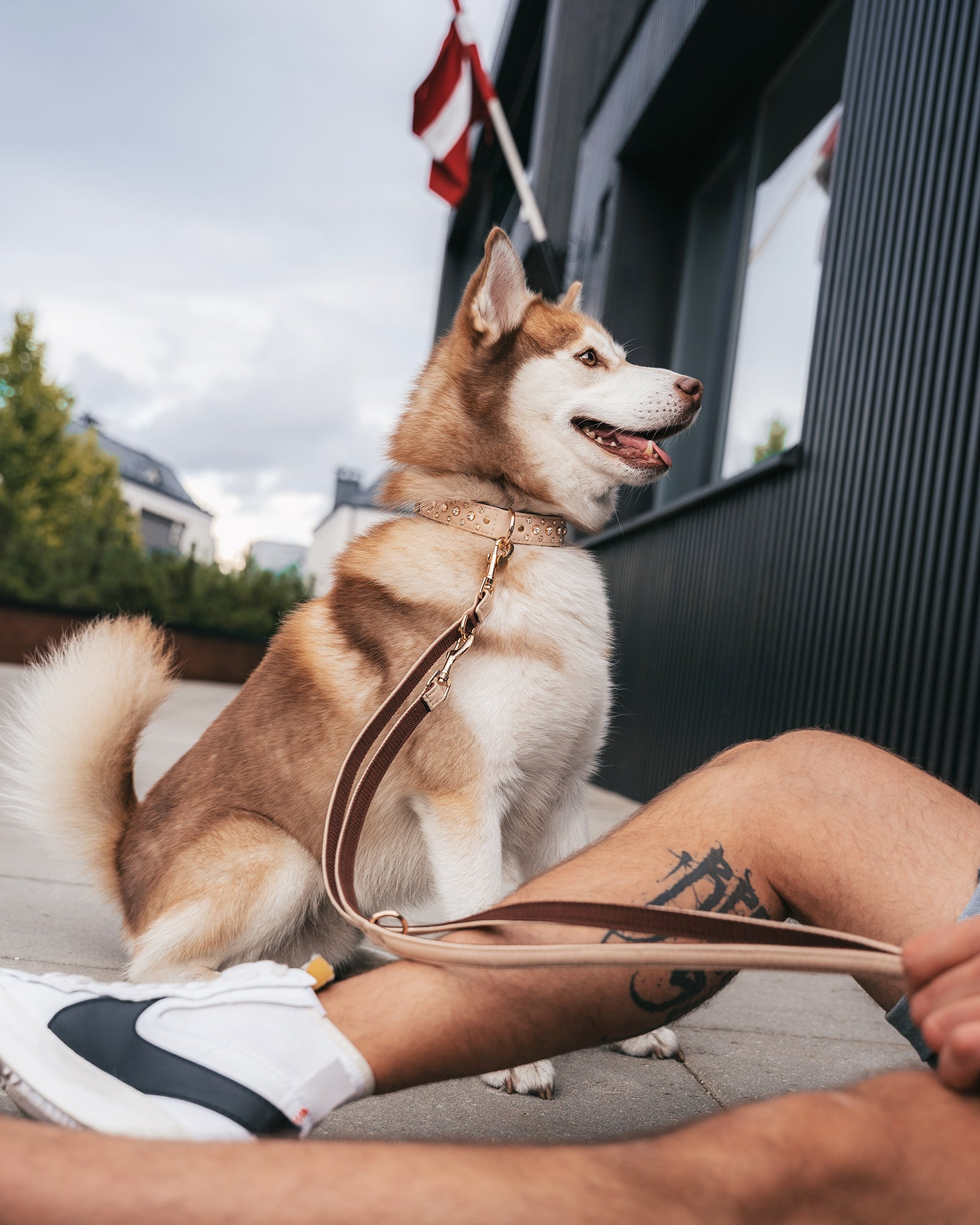 DOG LEAD, DOG LEASH, CAT LEAD, CAT LEASH, PINATEX, VEGAN LEATHER, DOUBLE ENDED LEAD, BEIGE DOG LEAD FROM VEGAN LEATHER, COLLAR AND LEAD SET, DOG FASHION, HUSKY, POMSKY