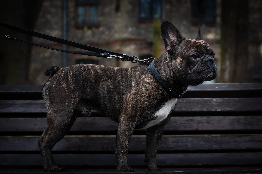 french bulldog dog collar, best vegan dog collar made from pinatex, vegan leather, best choice for dog anatomy, durable dog collar