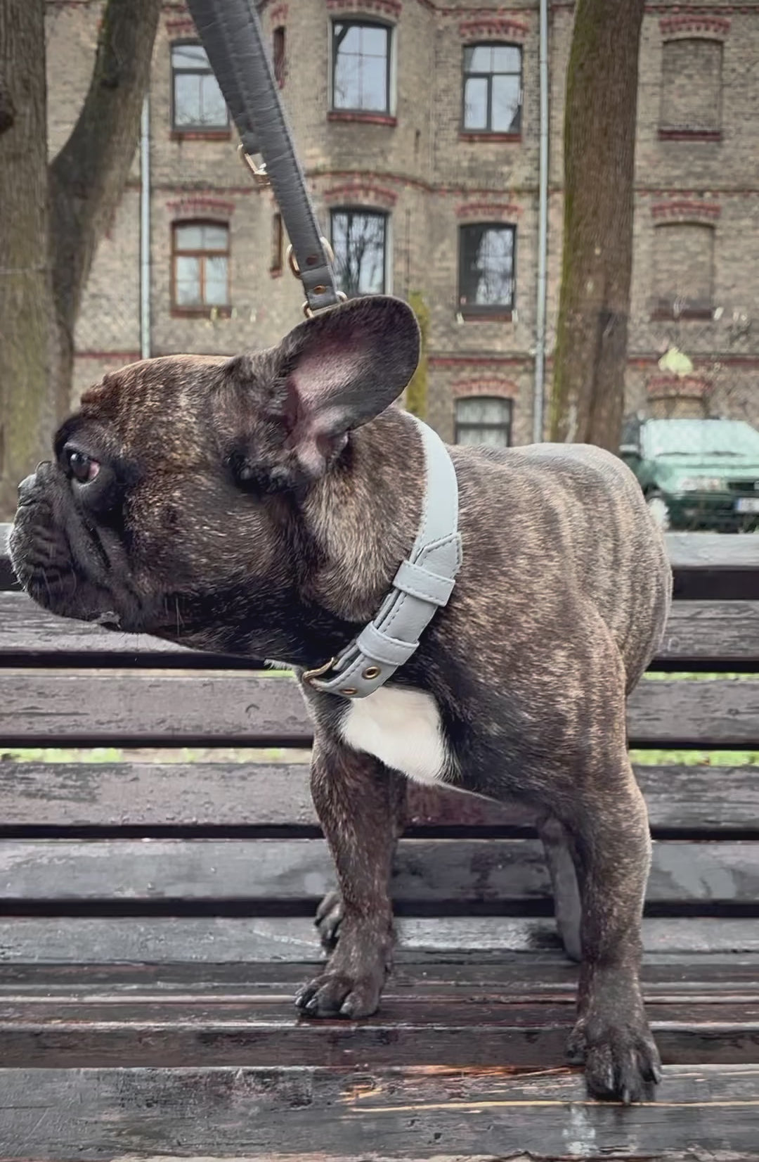VEGAN LEATHER DOG LEASH ON FRENCH BULLDOG