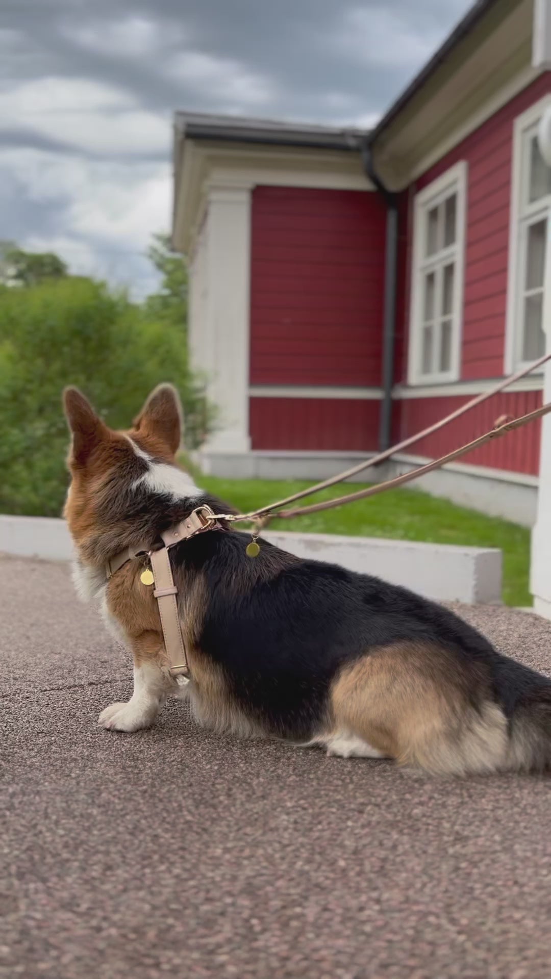 vegan leather pinatex dog harness on corgi