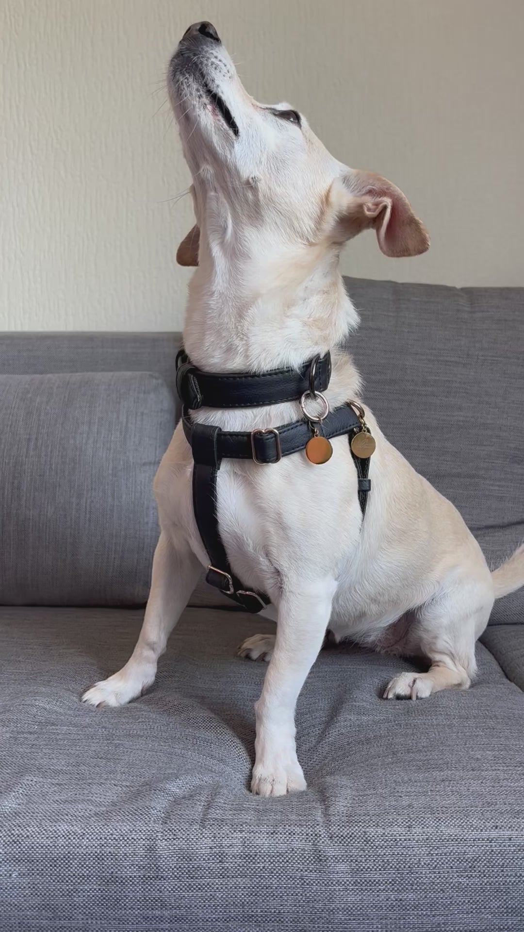 VEGAN LEATHER DOG COLLAR MADE FROM PINEAPPLE LEATHER PINATEX IN BLACK COLOR