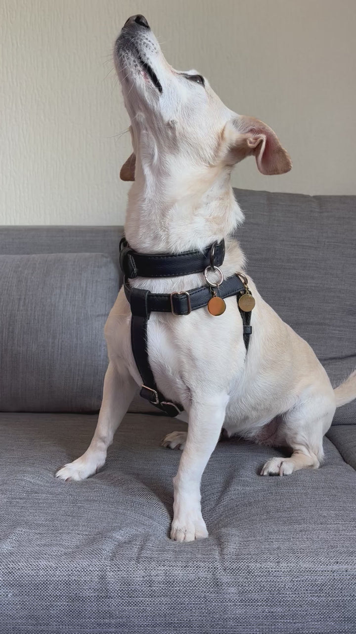 VEGAN LEATHER DOG COLLAR MADE FROM PINEAPPLE LEATHER PINATEX IN BLACK COLOR