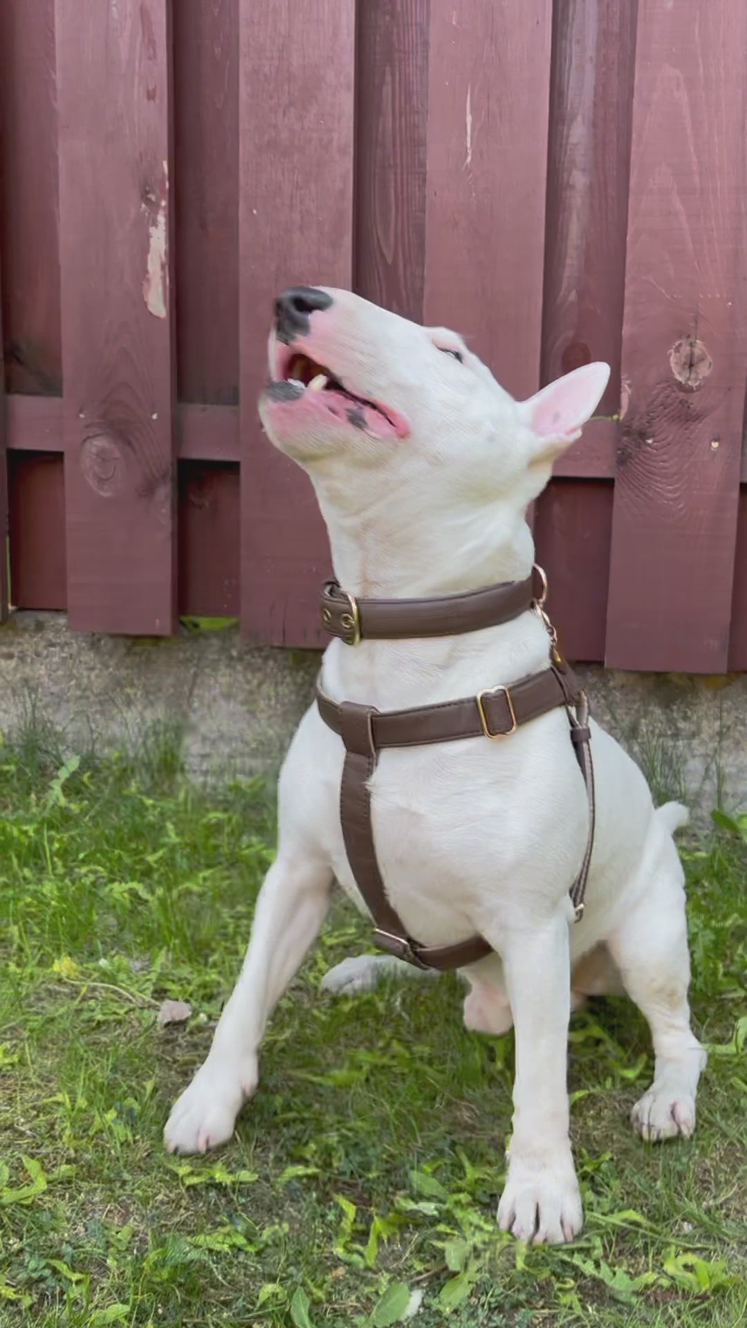 vegan leather pinatex dog collar, handmade premium dog accessory with gold zinc alloy metal hardware, pitbull in video playing