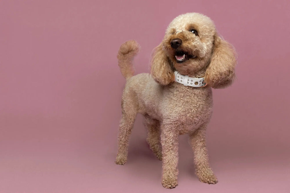 S / WHITE / PINATEX VEGAN LEATHER Dog Rhinestone Collar| White Snow LUX COLLAR VEGARI