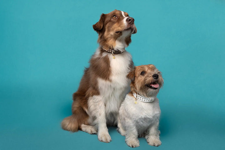 best dog collar, vegan dog collar, pinatex dog collar, crystal rhinestone dog collar, luxury designers pet accessory
