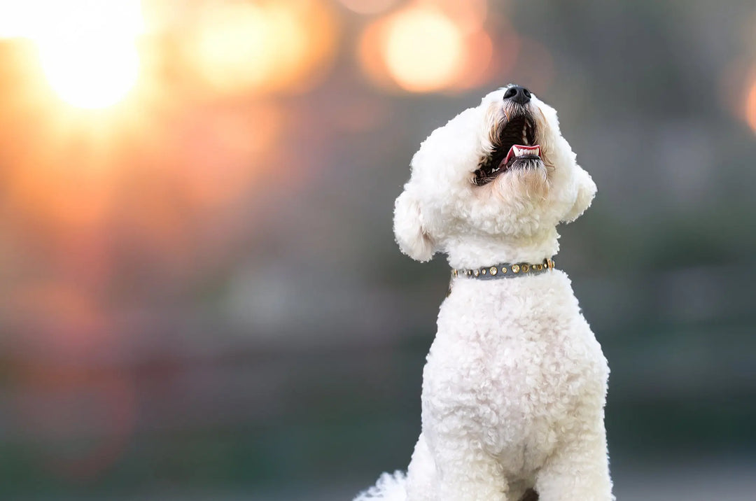 Cavapoochon: A Guide to the Irresistibly Adorable Dog Breed