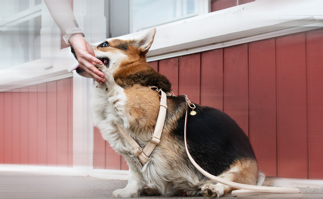vegari vegan leather dog harness in beige color on corgi breed dog