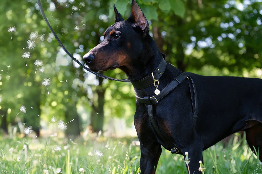 dobermann with wide 4cm collar and ergonomic harness