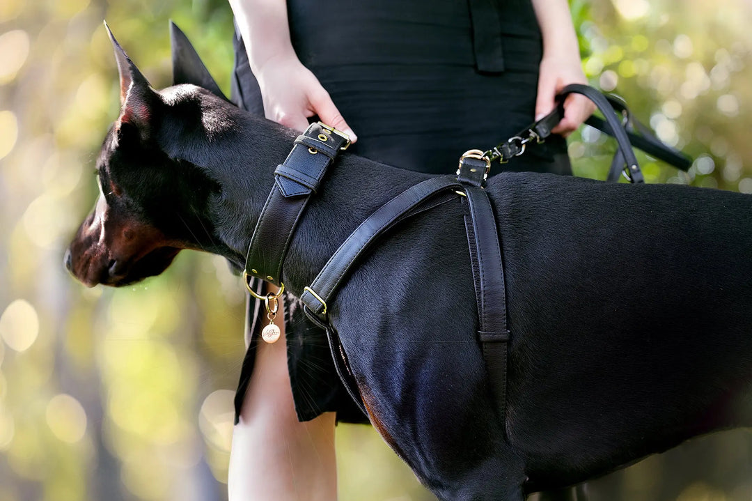 dobermann with wide 4cm collar and ergonomic harness