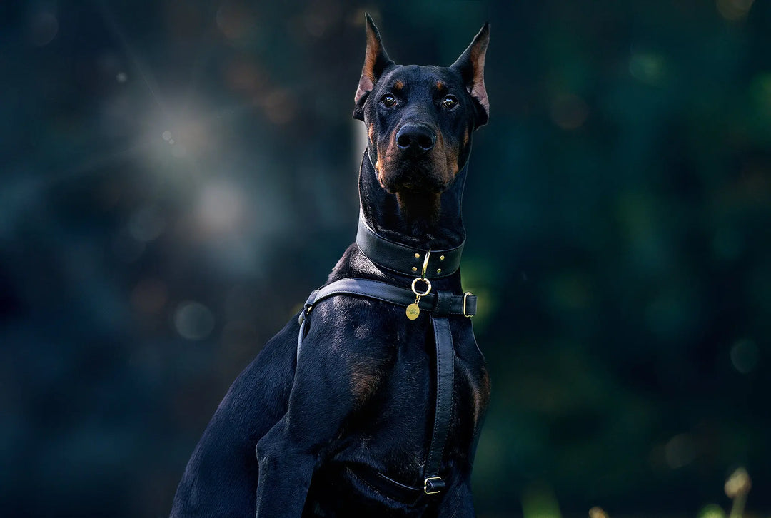 BEST DOG COLLAR, BLACK DOG COLLAR ON DOBERMANN, black harness - best harness for dobermann