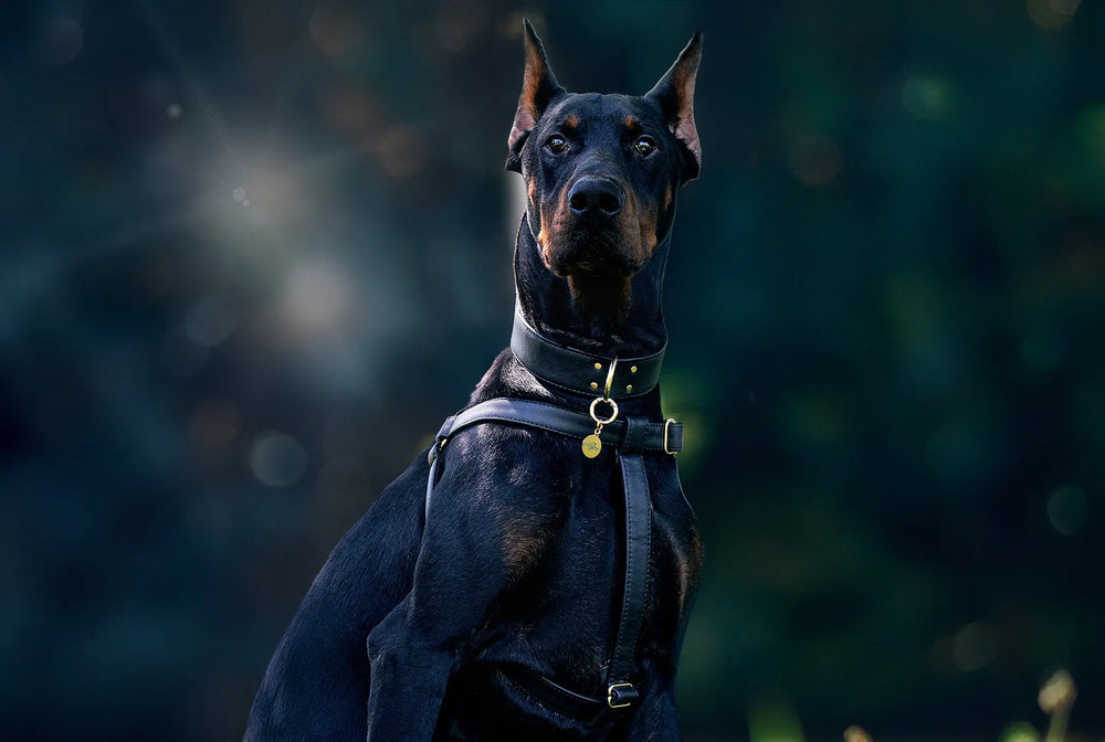 dobermann with wide 4cm collar and ergonomic harness