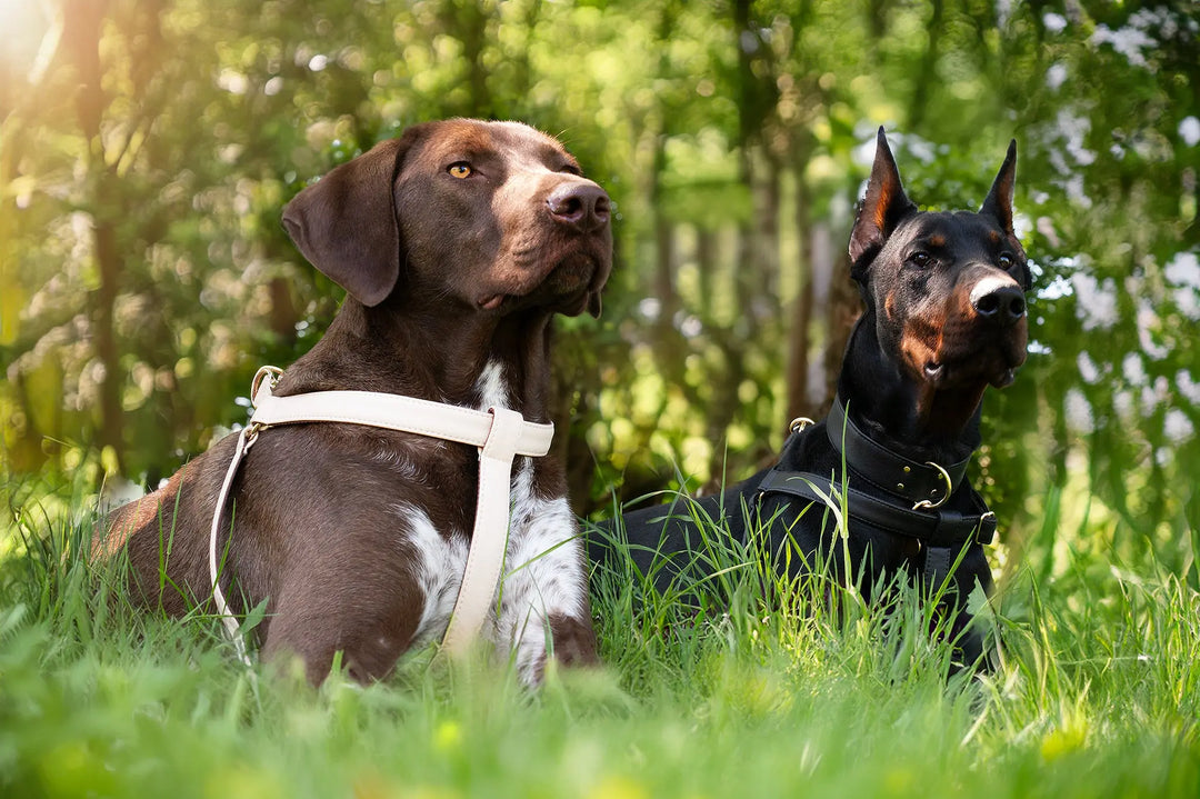 DOBERMAN COLLAR AND HARNESS, BEST FOR BIG BREED DOGS