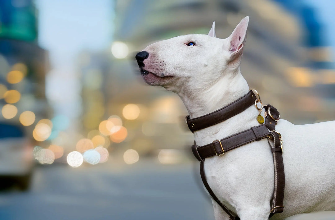 ERGONOMIC DOG HARNESS, MADE FOR SMALL TO LARGE BREED DOGS, Bull Terrier with collar and  harness standing in the picture
