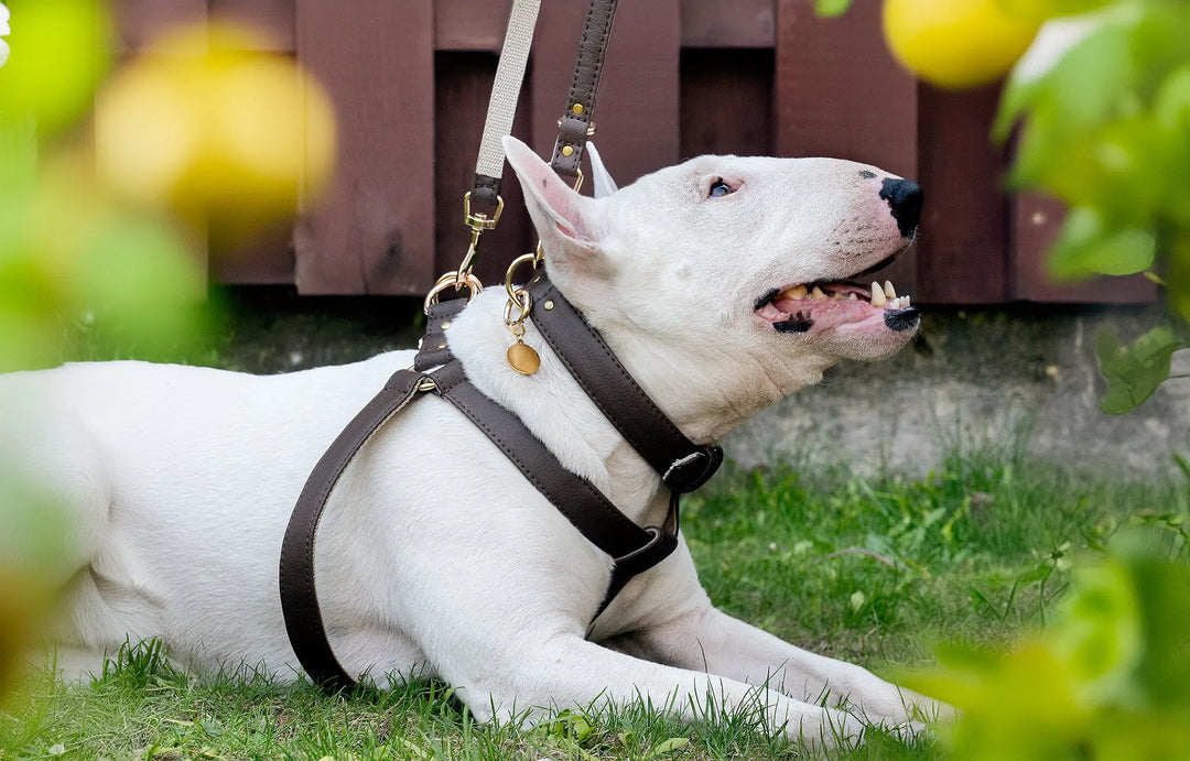 brown vegan leather dog harness and collar handmade by vegari