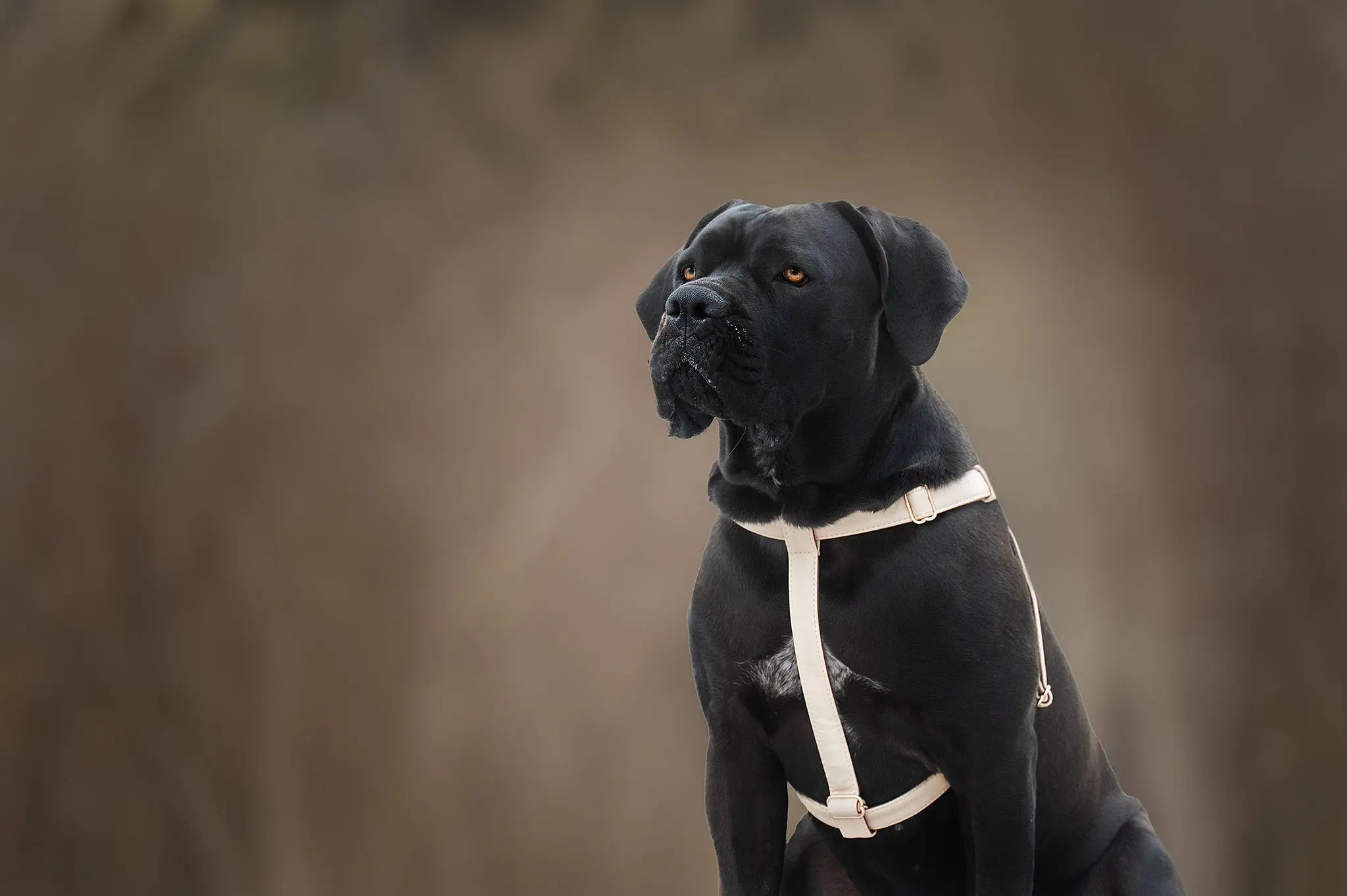 BEST DOG HARNESS - ERGONOMIC AND ANATOMICALLY CORRECT, VETERINARIAN APPROVED, AS FOR TOY BREEDS AND BULLY BREEDS, MADE FOR SMALL TO LARGE BREED DOGS, CANE CORSO HARNESS