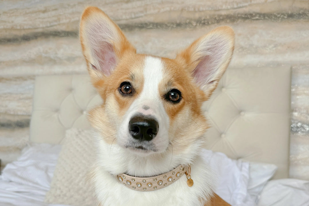 S / BEIGE / PINATEX VEGAN LEATHER Dog Rhinestone Diamond Collar| Beige Royal LUX COLLAR VEGARI